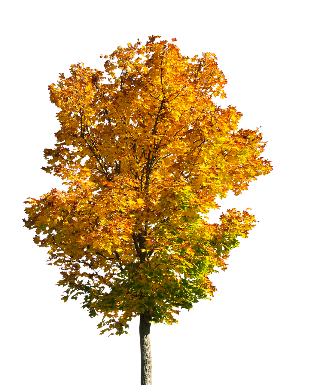 a tree with yellow leaves against a black background, a digital rendering, hurufiyya, beginning of autumn, very beautiful photo, red-yellow colors, tall