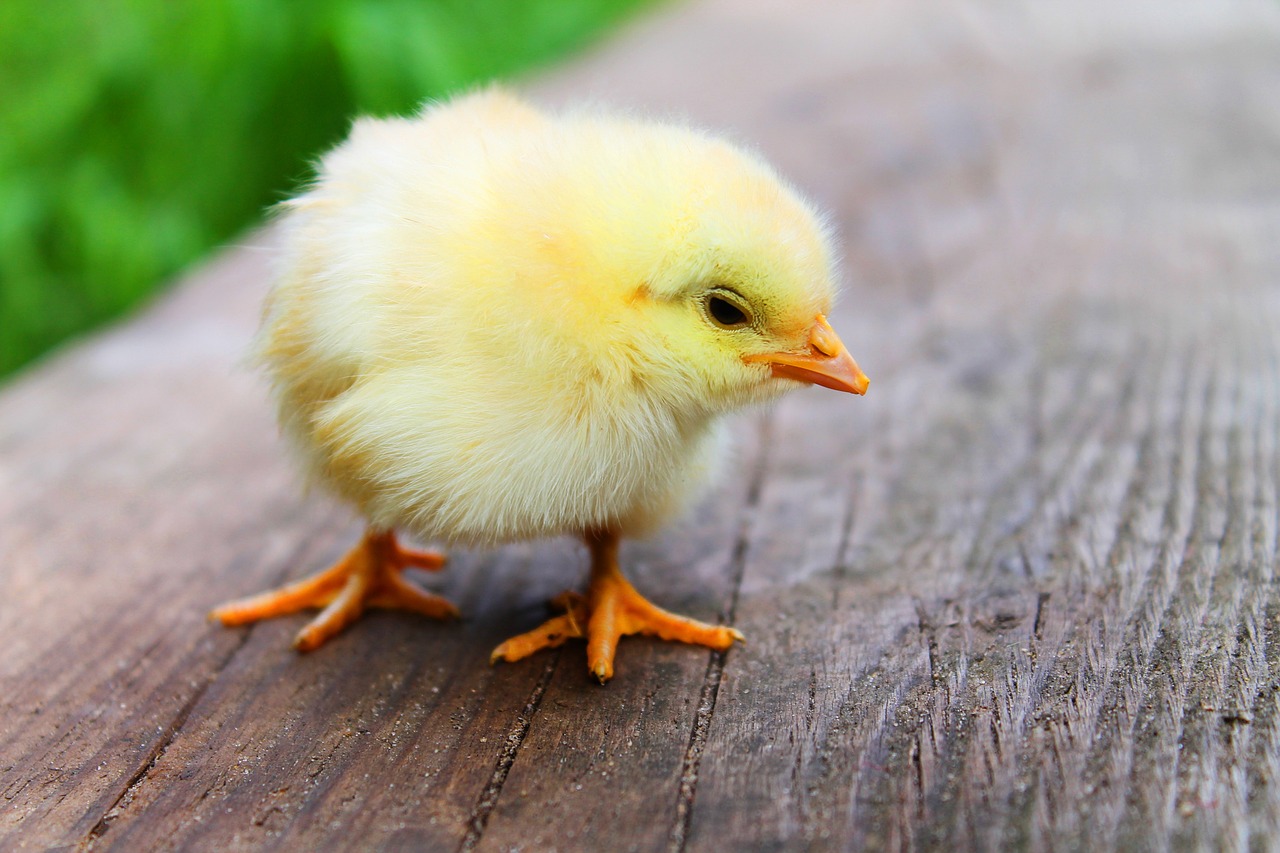 a small yellow chicken standing on top of a wooden table, a picture, shutterstock, warm spring, little kid, close up photo, easy