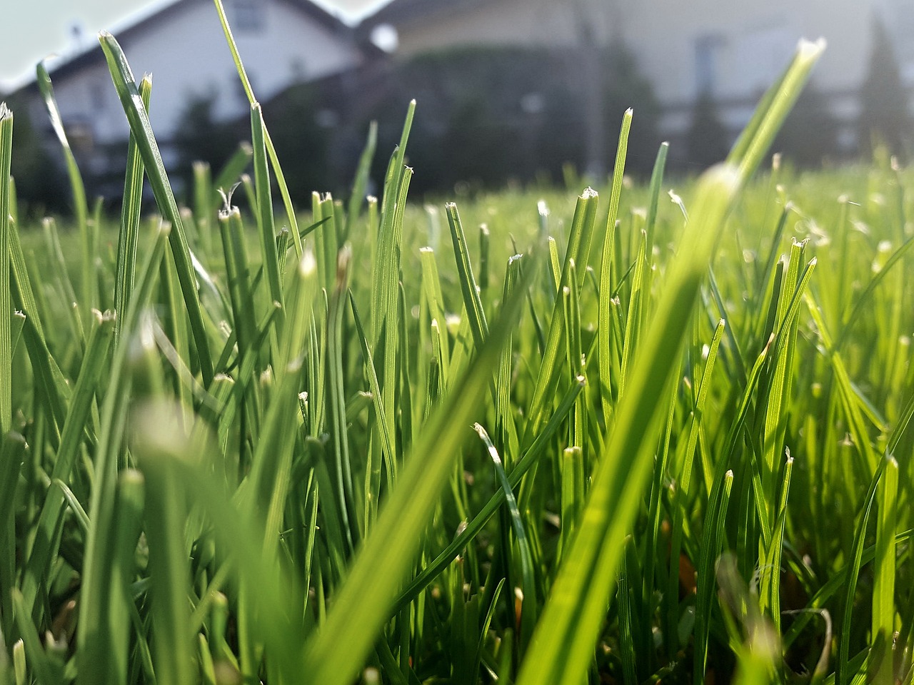 a field of grass with a house in the background, an extreme closeup shot, backyard, sunlight glistening, thin spikes