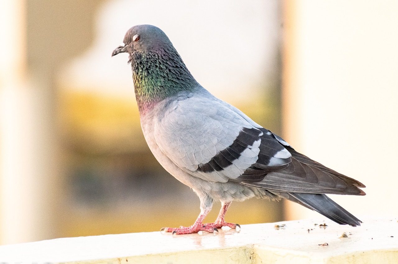 a close up of a pigeon on a ledge, a portrait, shutterstock, early morning lighting, full body close-up shot, 2 0 2 2 photo, multi - coloured