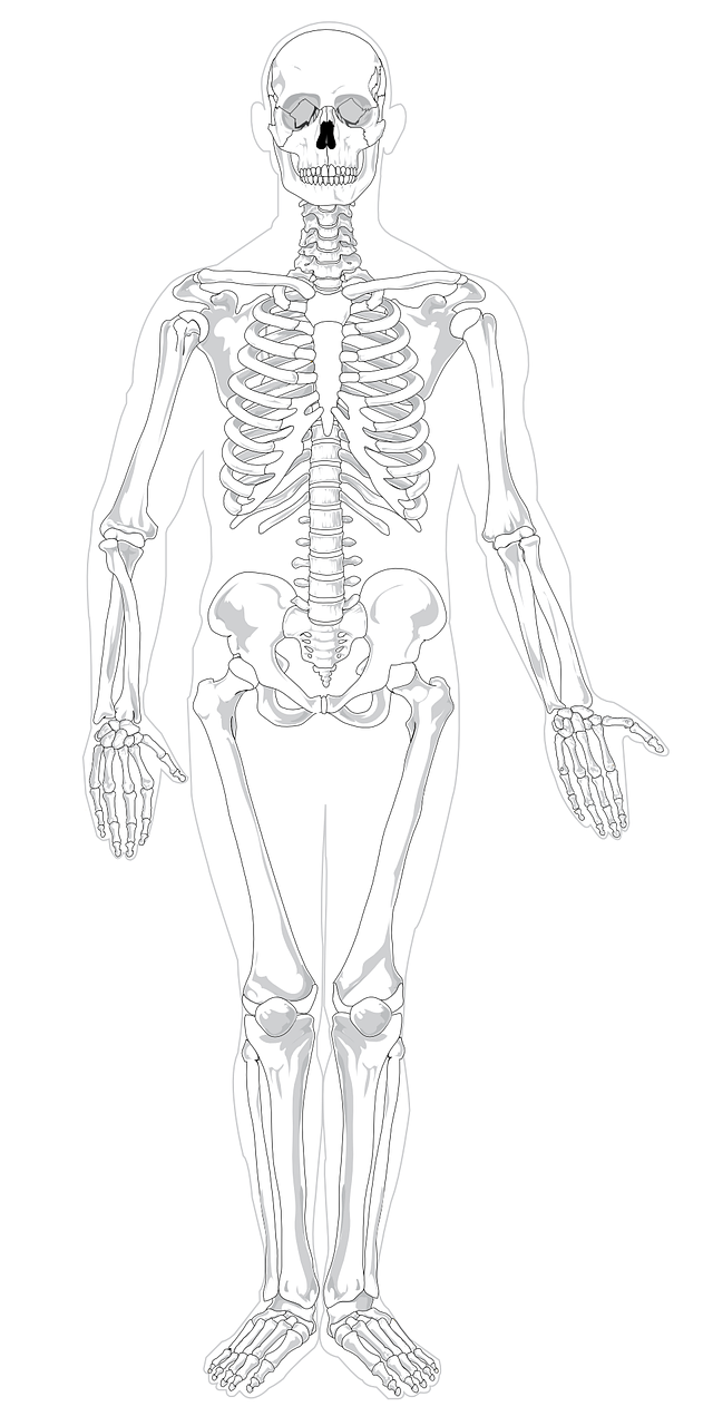 a drawing of a skeleton on a white background, lineart, by Andrei Kolkoutine, shutterstock, process art, detailed vector, colouring - in sheet, white human spine, gray anthropomorphic