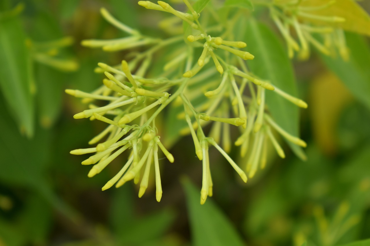 a close up of a plant with yellow flowers, by Robert Brackman, shutterstock, hurufiyya, delicate fingers, florida, undertailed, pyromallis