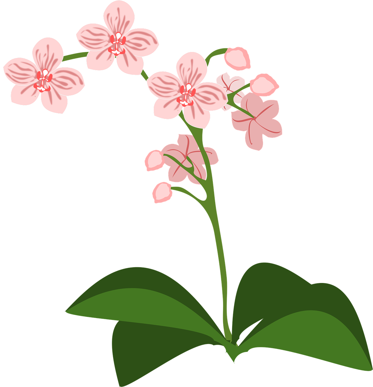 a pink flower with green leaves on a black background, deviantart, sōsaku hanga, an orchid flower, lineless, gypsophila, front facing shot