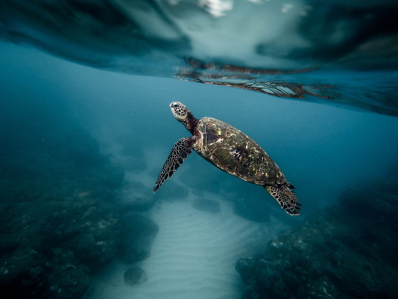 a turtle swimming under the surface of the water, by Matt Stewart, unsplash contest winner, 🦩🪐🐞👩🏻🦳, semi-transparent, 2000s photo, teals