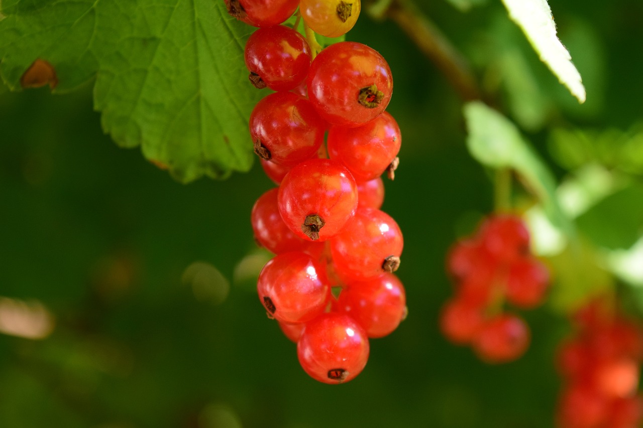 a bunch of red berries hanging from a tree, by Karl Völker, hurufiyya, avatar image, snacks, soft - warm, jewel