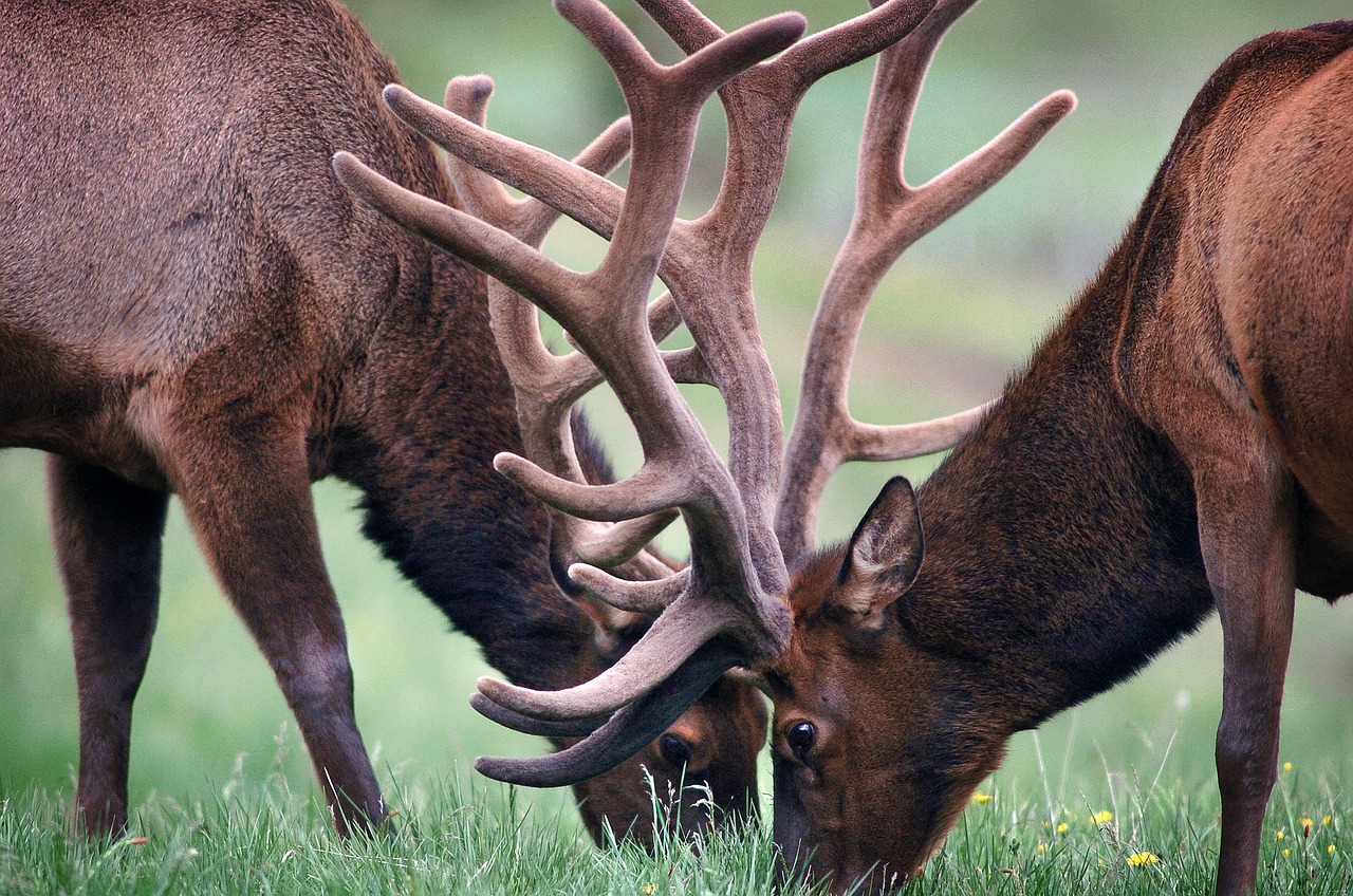 a couple of deer standing on top of a lush green field, flickr, precisionism, close-up fight, elk, by joseph binder, afp