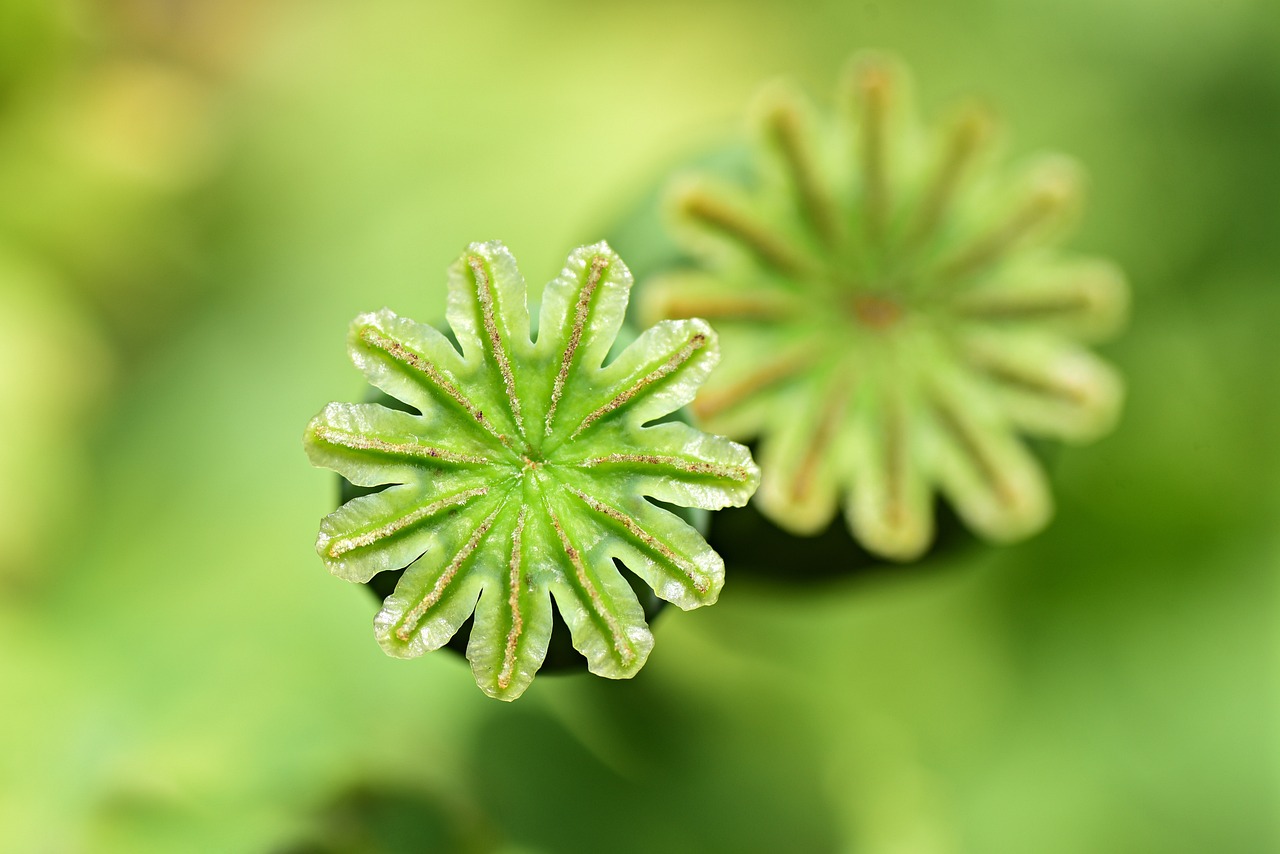 a couple of green flowers sitting on top of a lush green field, a macro photograph, highly detailed product photo