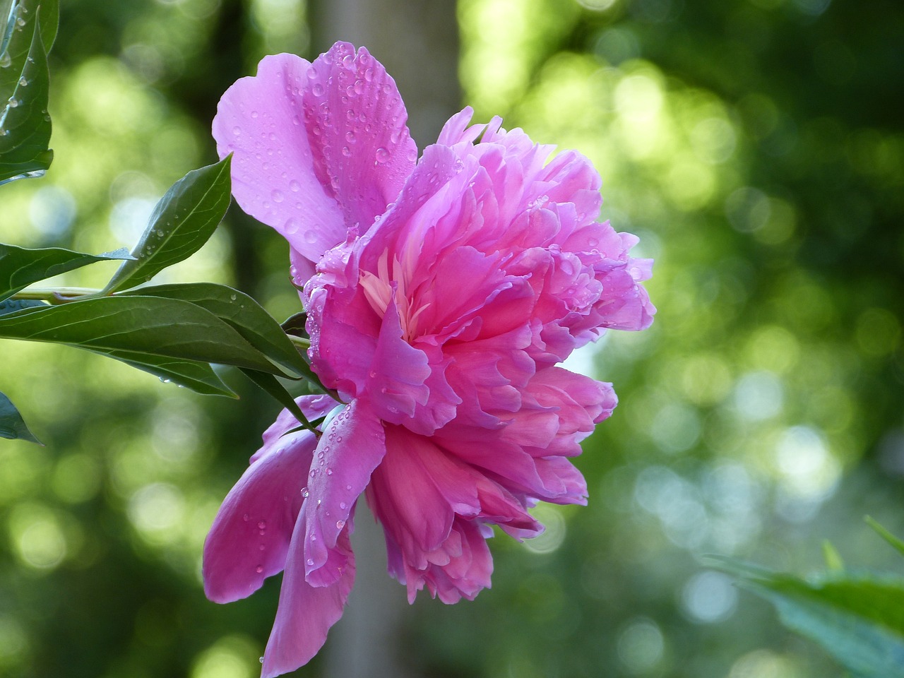 a pink flower with water droplets on it, by Dietmar Damerau, romanticism, many peonies, view from the side, shaded, in the sun