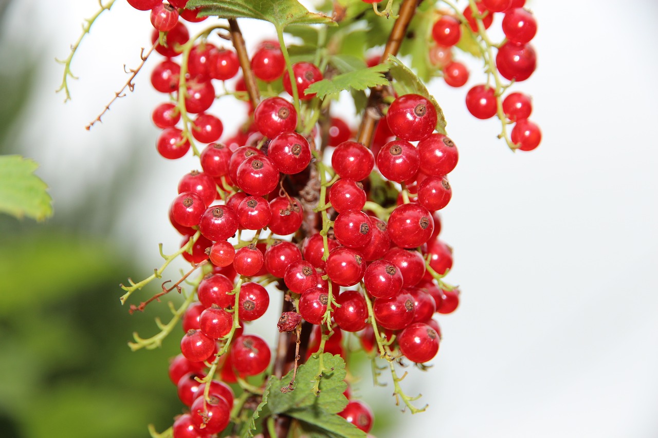 a bunch of red berries hanging from a tree, a stock photo, by Karl Völker, shutterstock, isolated on white background, close-up photo, very crisp details, midsummer