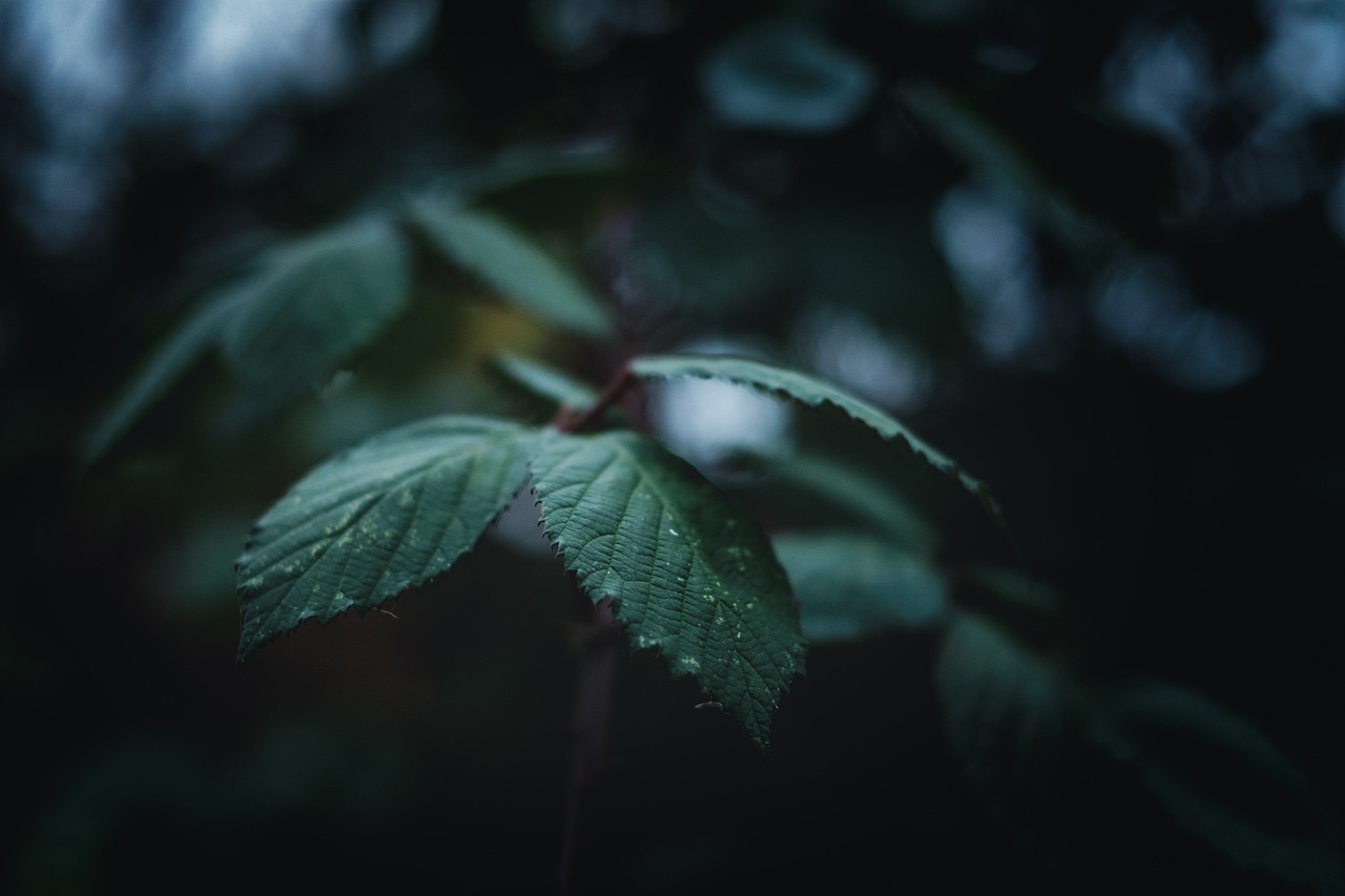 a close up of a leaf on a tree, inspired by Elsa Bleda, unsplash, overcast!!! cinematic focus, at evening during rain, detailed medium format photo, bushes and leafs