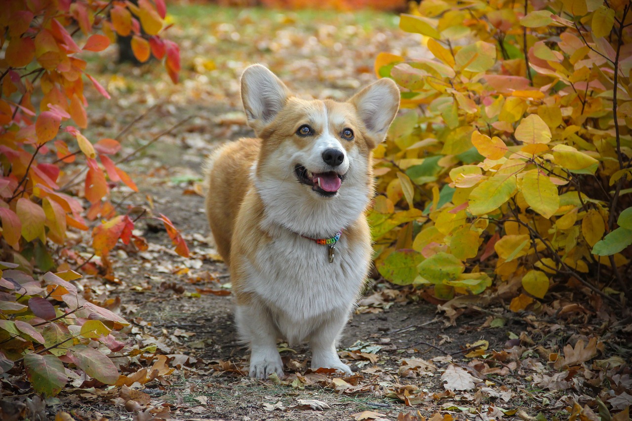a dog that is standing in the dirt, a portrait, by Maksimilijan Vanka, shutterstock, autumn leaves background, corgi, walking at the garden, high res photo