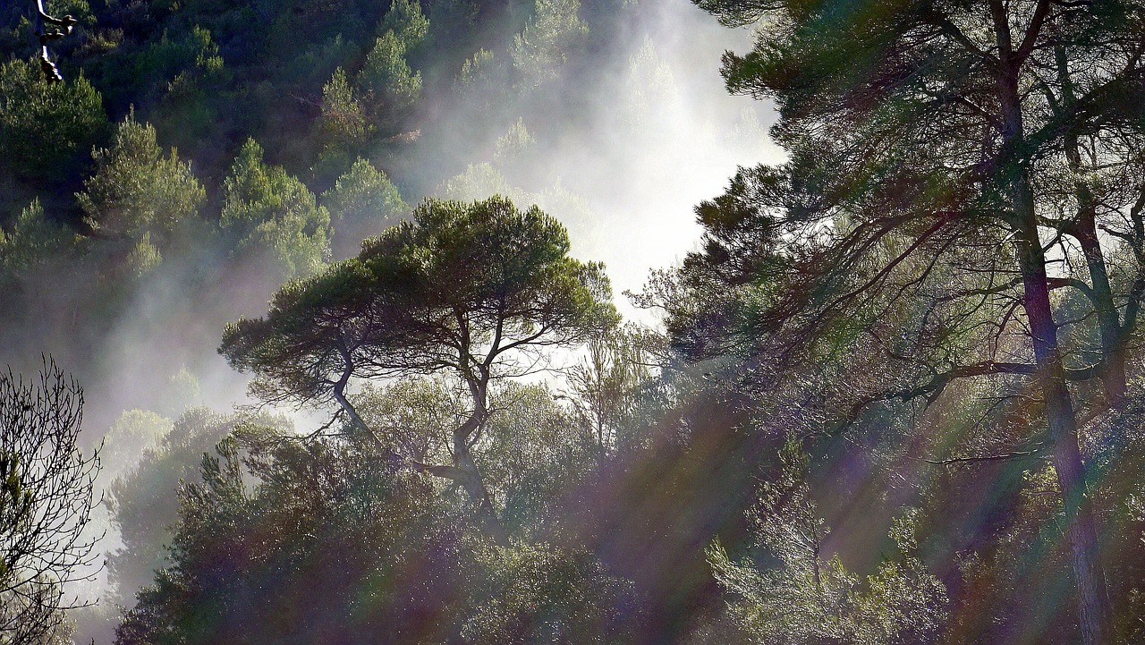 a herd of cattle grazing on top of a lush green hillside, by Josep Rovira Soler, pixabay contest winner, romanticism, sun rays through the trees, psychedelic lush pine forest, veiled in mist, god rays pass through the window