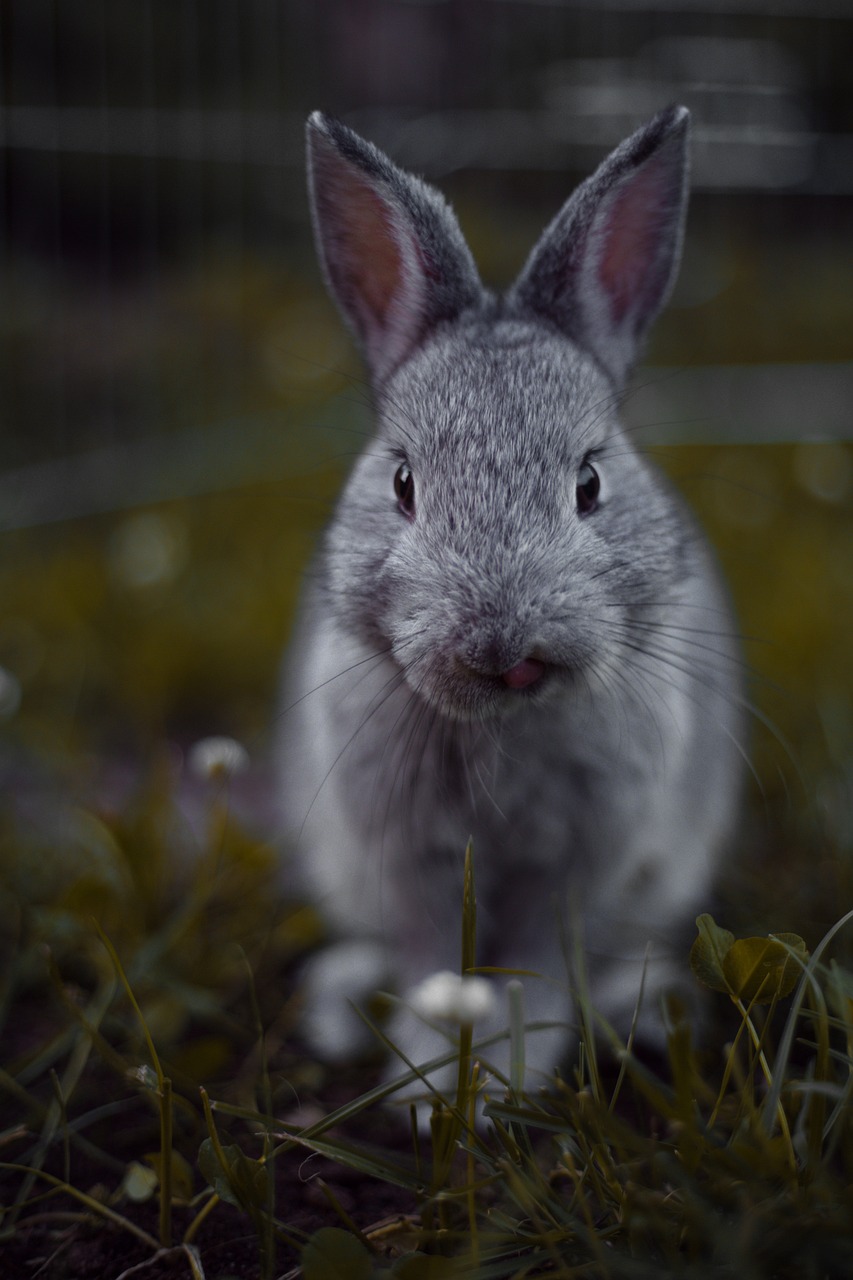 a rabbit that is sitting in the grass, a picture, by Jakob Gauermann, pexels contest winner, grey ears, closeup of an adorable, no words 4 k, big cheeks!