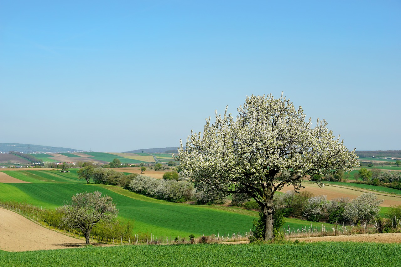 a tree that is in the middle of a field, a picture, by Karl Hagedorn, shutterstock, apple blossoms, next to farm fields and trees, with rolling hills, on a bright day