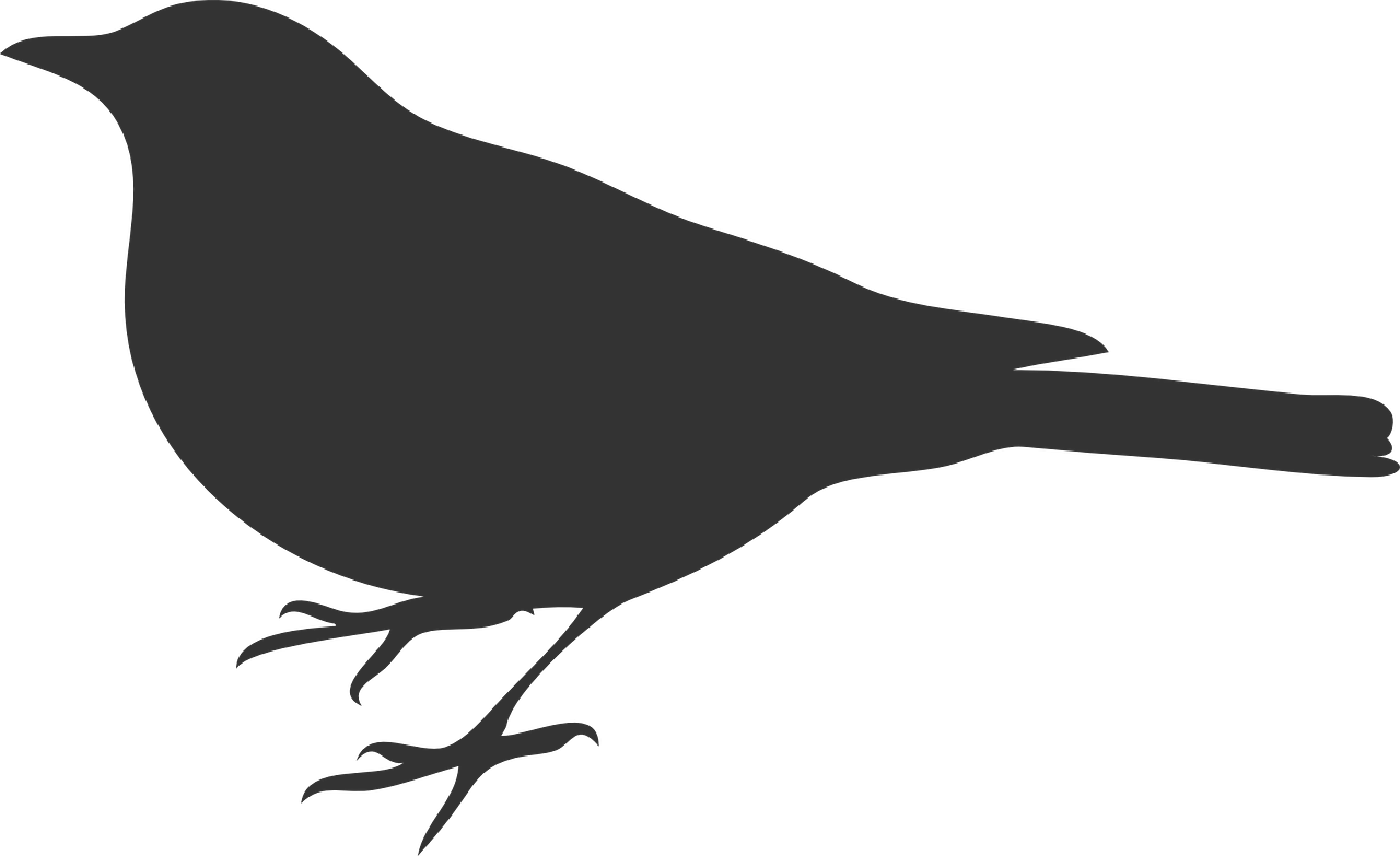a silhouette of a bird sitting on a branch, a raytraced image, inspired by Gonzalo Endara Crow, pixabay, mingei, zoomed in, grey, bird\'s eye view, no - text no - logo