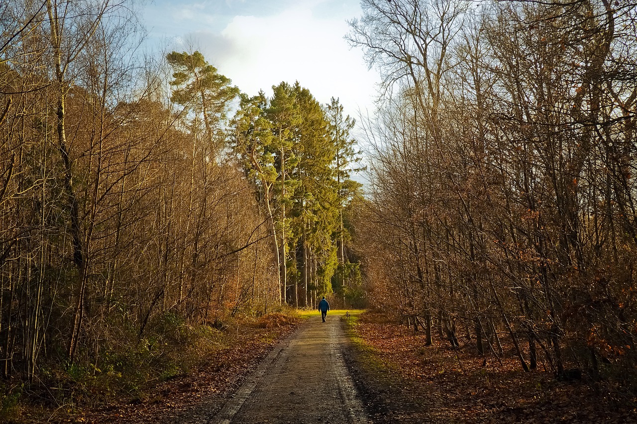 a person walking down a dirt road in the woods, a photo, by Karl Hagedorn, forest on the horizont, late autumn, beautiful day, with lots of vegetation