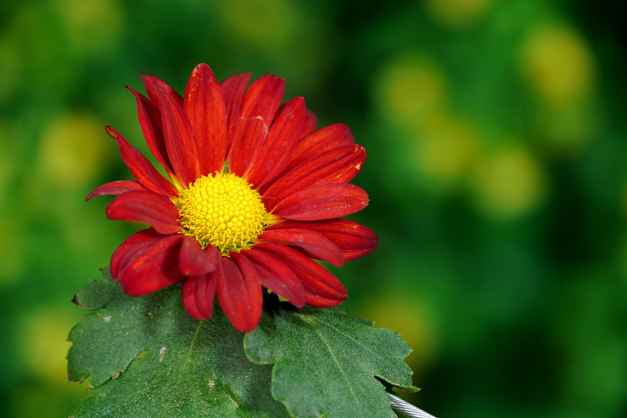 a red flower sitting on top of a green leaf, chrysanthemum eos-1d, 7 0 mm photo, red+yellow colours, profile shot