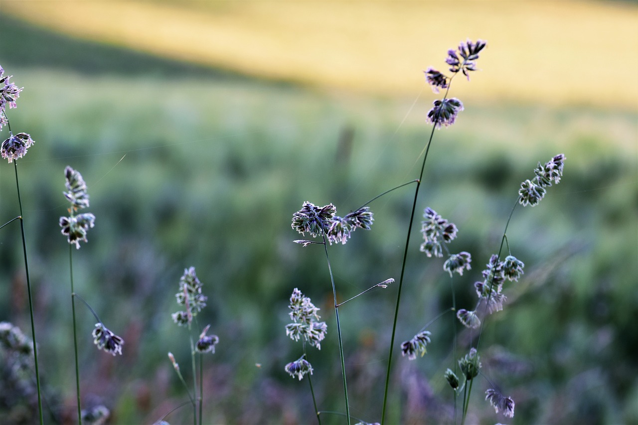 a close up of some flowers in a field, by Julian Allen, minimalism, late summer evening, green meadows, dof narrow, grayish
