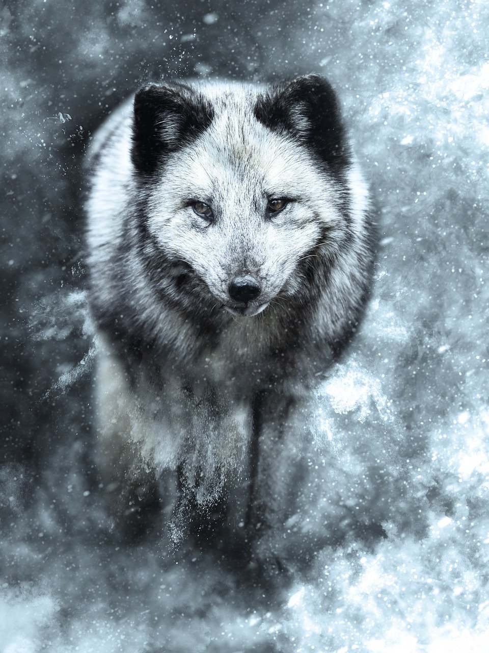 a black and white photo of a wolf in the snow, furry art, texturized, dark fox mage, digital painting style, with blue fur and blue eyes