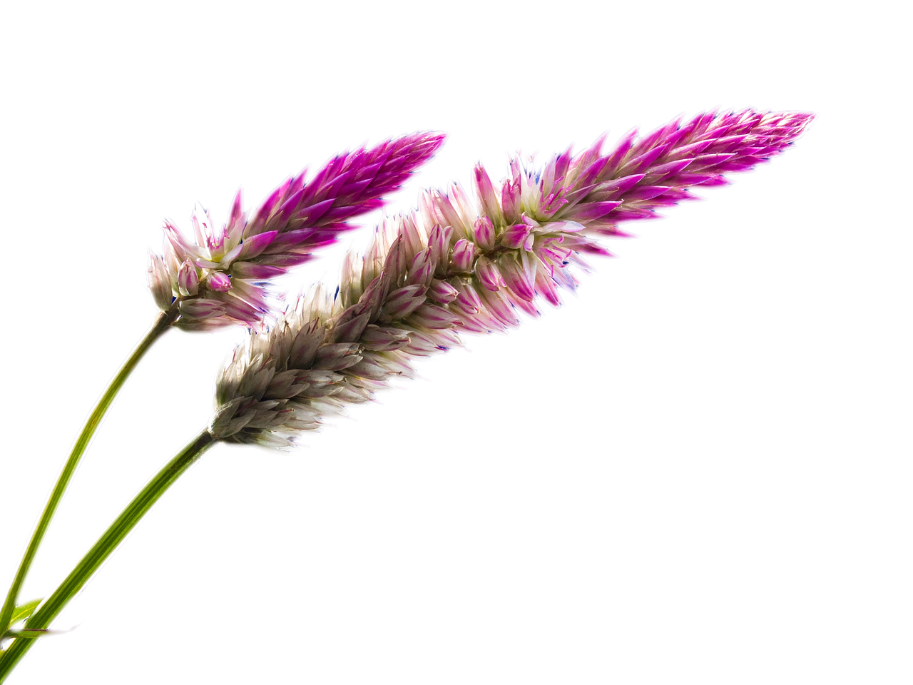 a couple of flowers that are in a vase, a digital rendering, by Dietmar Damerau, pink grass, on black background, closeup photo, long spikes