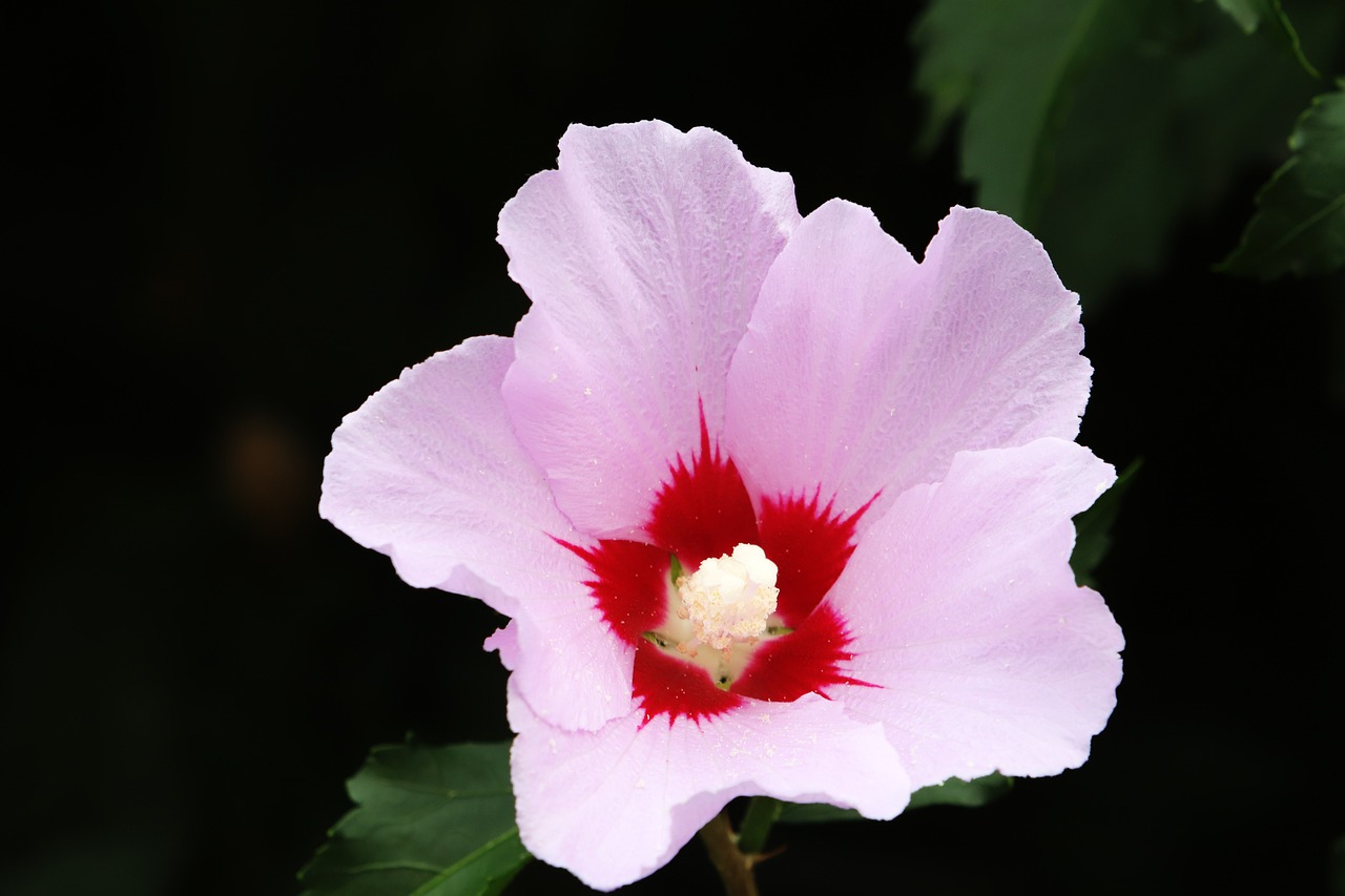 a close up of a pink flower with green leaves, hurufiyya, hibiscus, soft grey and red natural light, very sharp photo