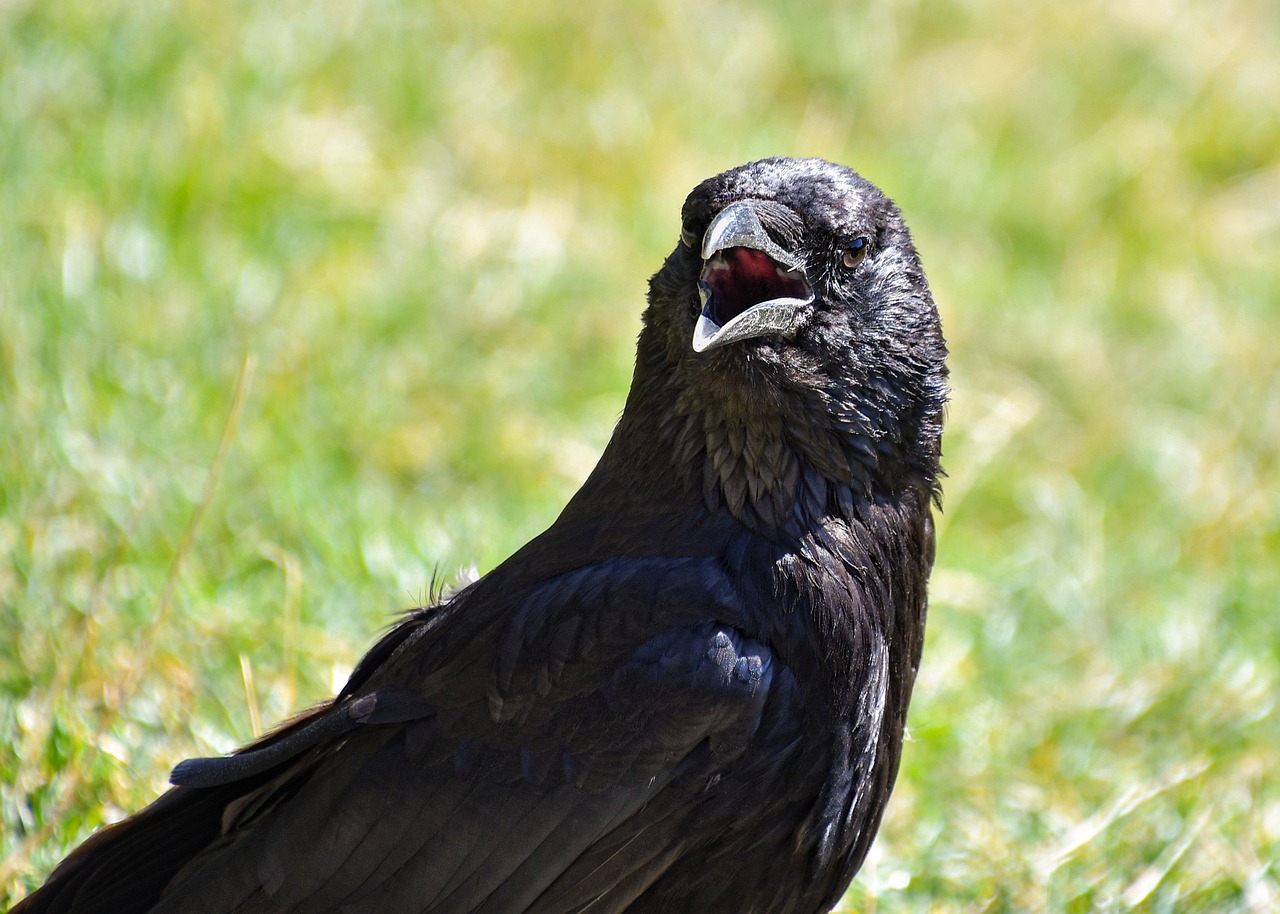 a black bird standing on top of a lush green field, a portrait, inspired by Gonzalo Endara Crow, flickr, renaissance, closeup. mouth open, yawning, very sharp and detailed photo, stock photo