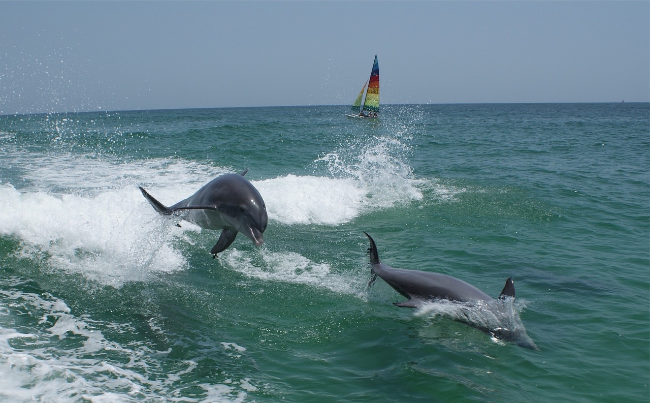 two dolphins in the ocean with a sailboat in the background, a photo, by Dennis Ashbaugh, the emerald coast, wipe out, july 2 0 1 1, filmed in 70mm