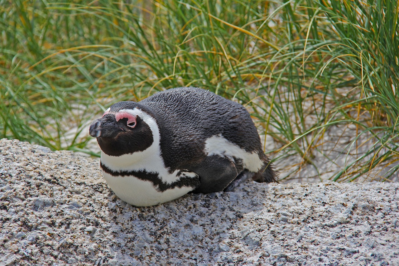 a penguin that is sitting on a rock, a portrait, by Dietmar Damerau, flickr, decorated, lumpy skin, having fun in the sun, 2 0 1 0 photo