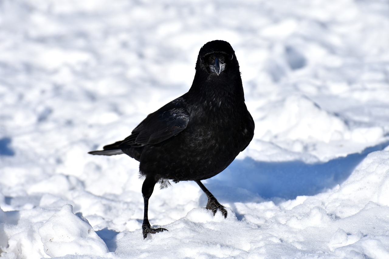 a black bird is standing in the snow, a portrait, renaissance, vacation photo