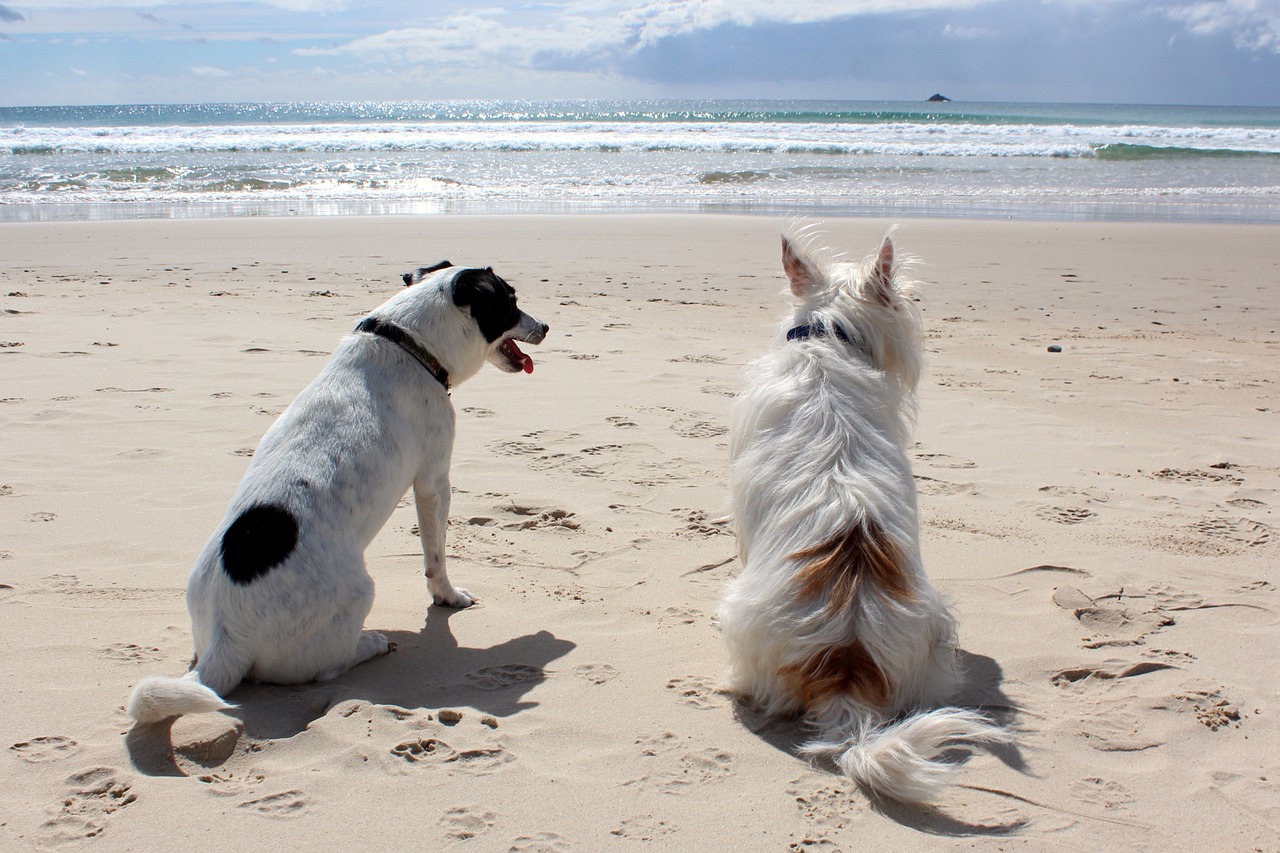 a couple of dogs sitting on top of a sandy beach, by Elizabeth Durack, pixabay, looking off into the distance, white, waiting to strike, with his back turned