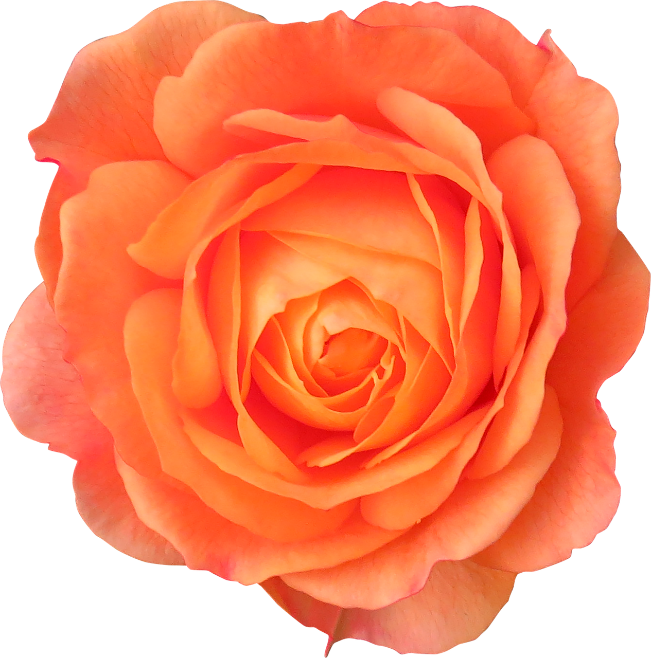 a close up of an orange rose on a black background, a digital rendering, large rose flower head, pink orange flowers, beautiful people, alexis flower