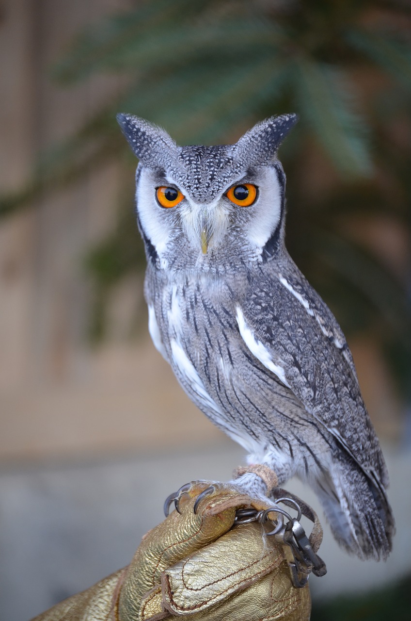 a close up of an owl on a glove, a portrait, by Edward Corbett, pixabay, hurufiyya, silver eyes full body, taxidermy, a phoenix, sfw version