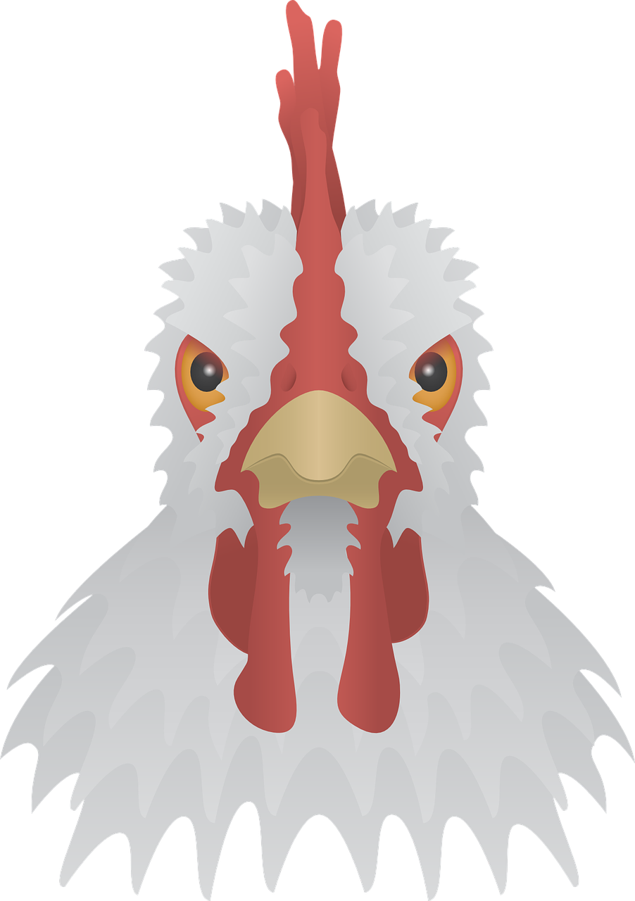 a close up of a chicken's head on a black background, an illustration of, symmetrical face illustration, lineless, red faced, white background