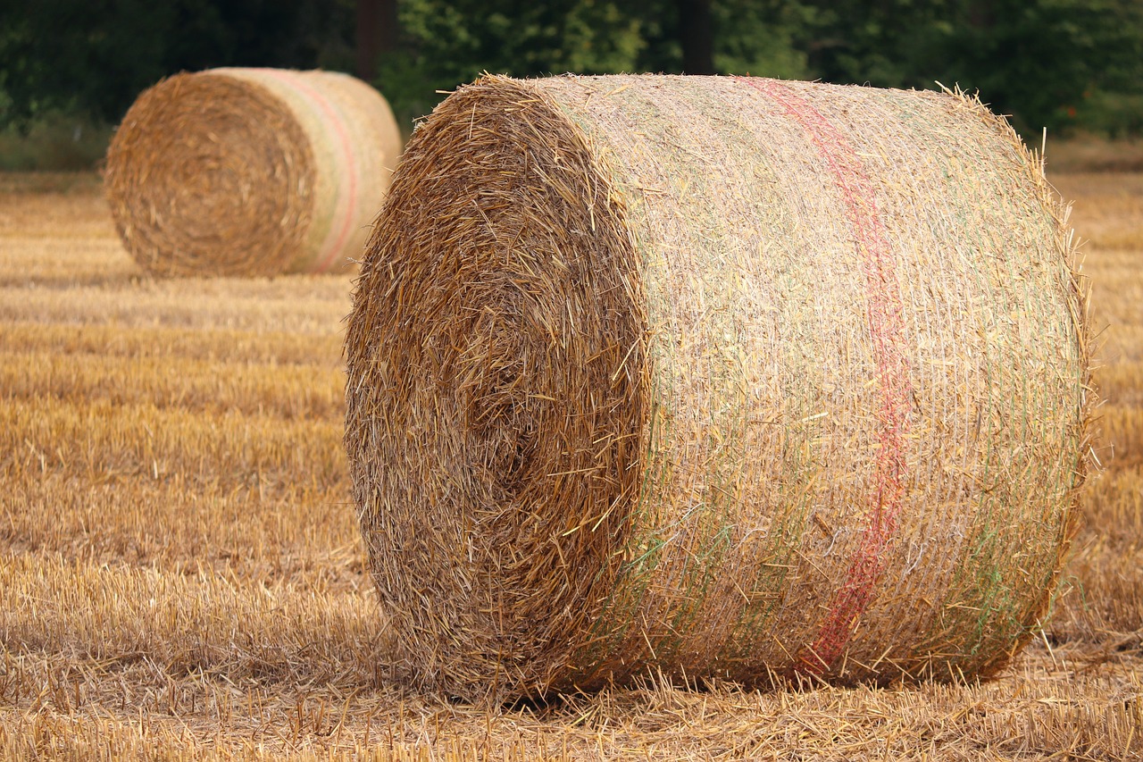 two hay bales in a field with trees in the background, a picture, shutterstock, detailed zoom photo, stock photo