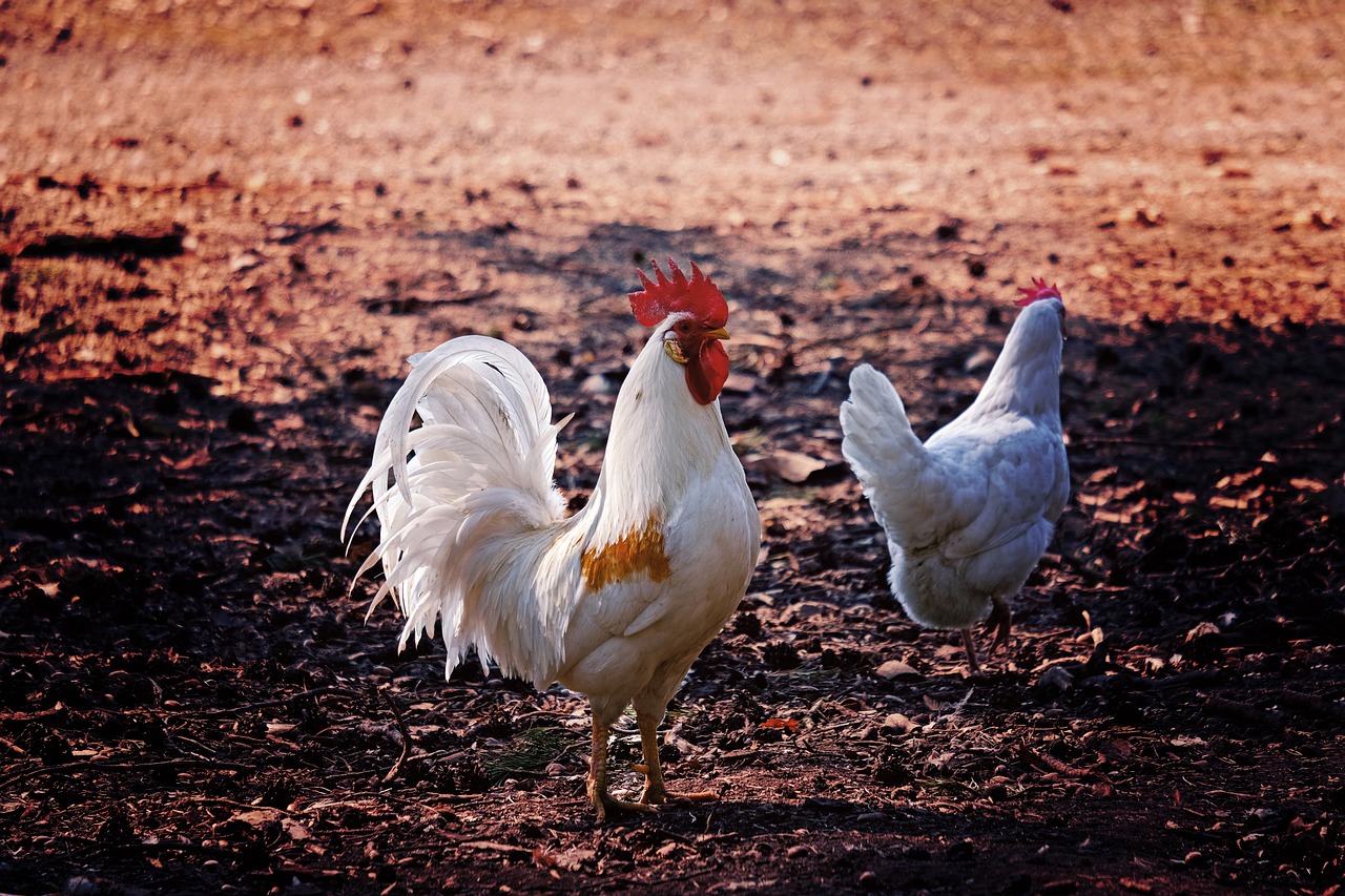 a couple of chickens standing on top of a dirt field, a photo, renaissance, vibrant contrast, late morning, albino, tail raised