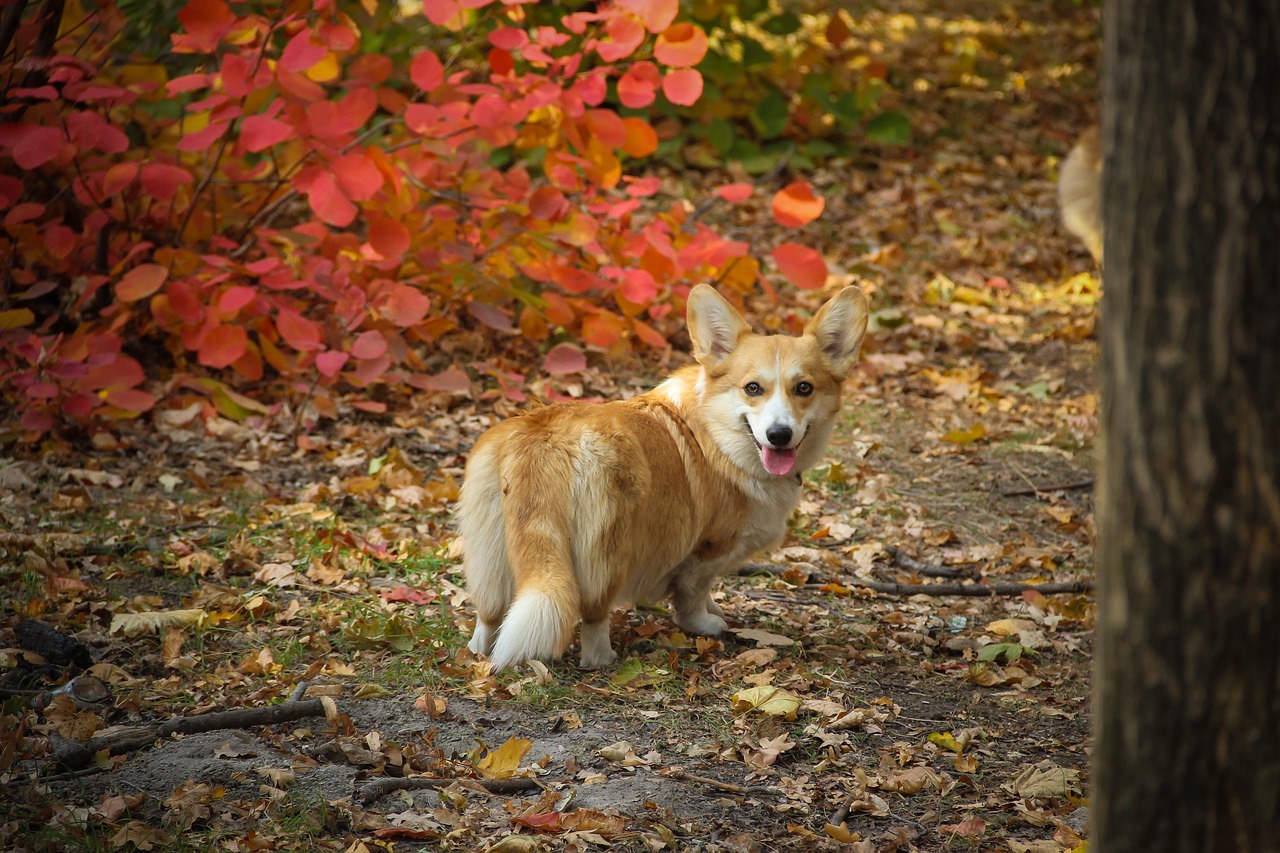 a brown and white dog standing next to a tree, a portrait, flickr, depicting a corgi made of fire, fall colors, 2 4 mm iso 8 0 0 color, scarlet