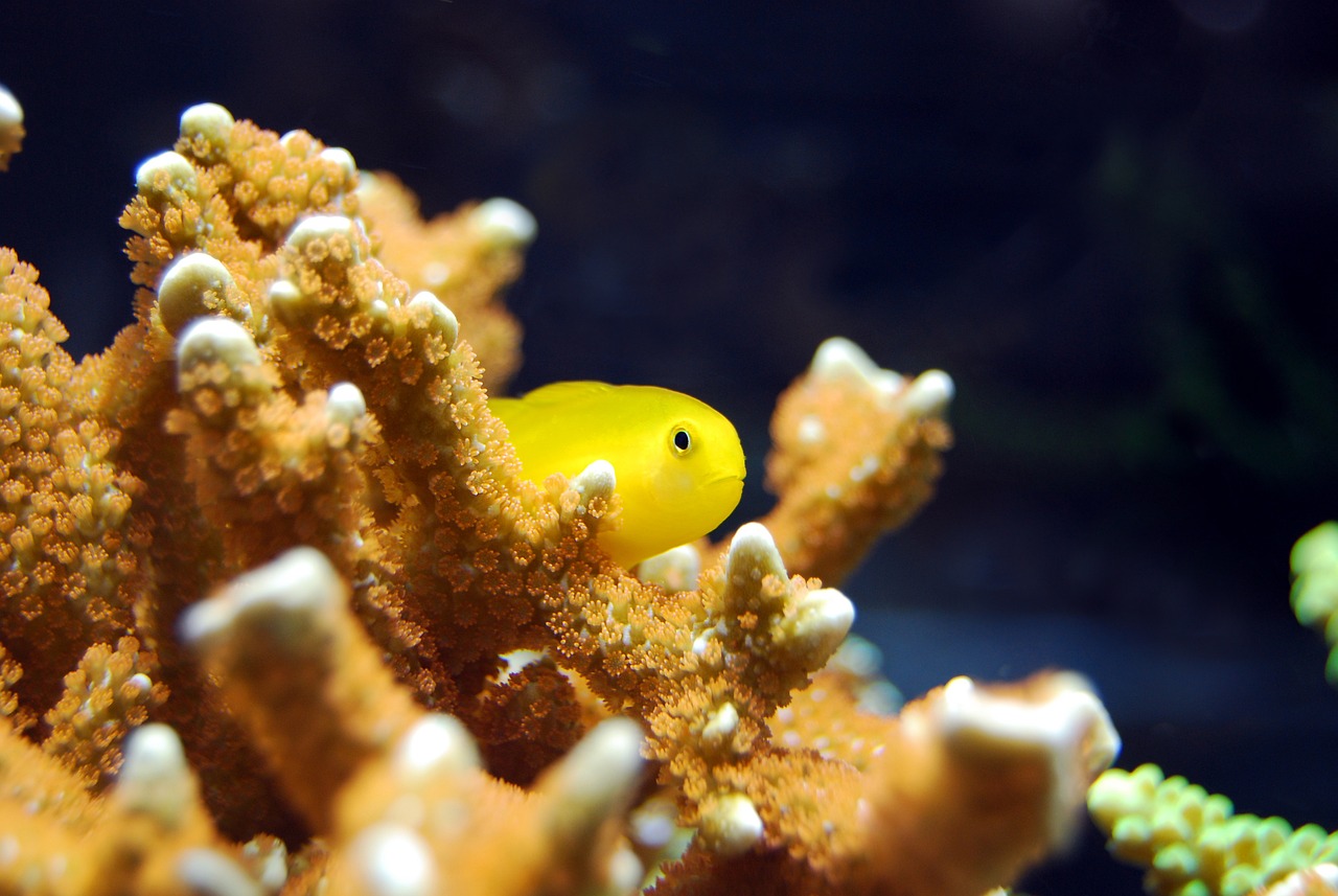 a yellow fish sitting on top of a coral, a macro photograph, small chin, closeup photo