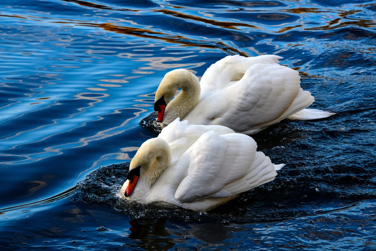 two white swans floating on top of a body of water, a photo, by Istvan Banyai, shutterstock, details and vivid colors, wildlife photography canon, strong contrast, afternoon time