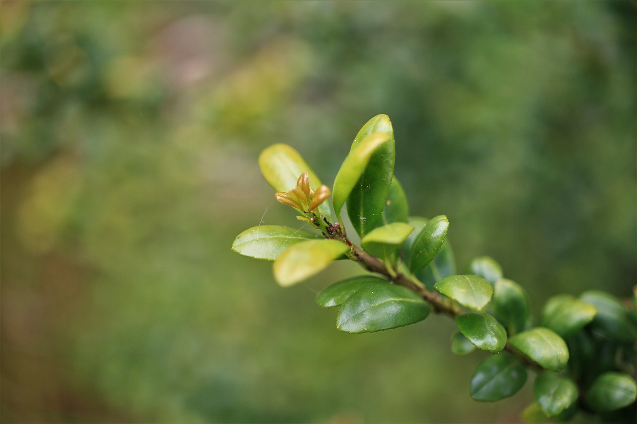 a close up of a plant with green leaves, by Maeda Masao, hurufiyya, manuka, 5 5 mm photo