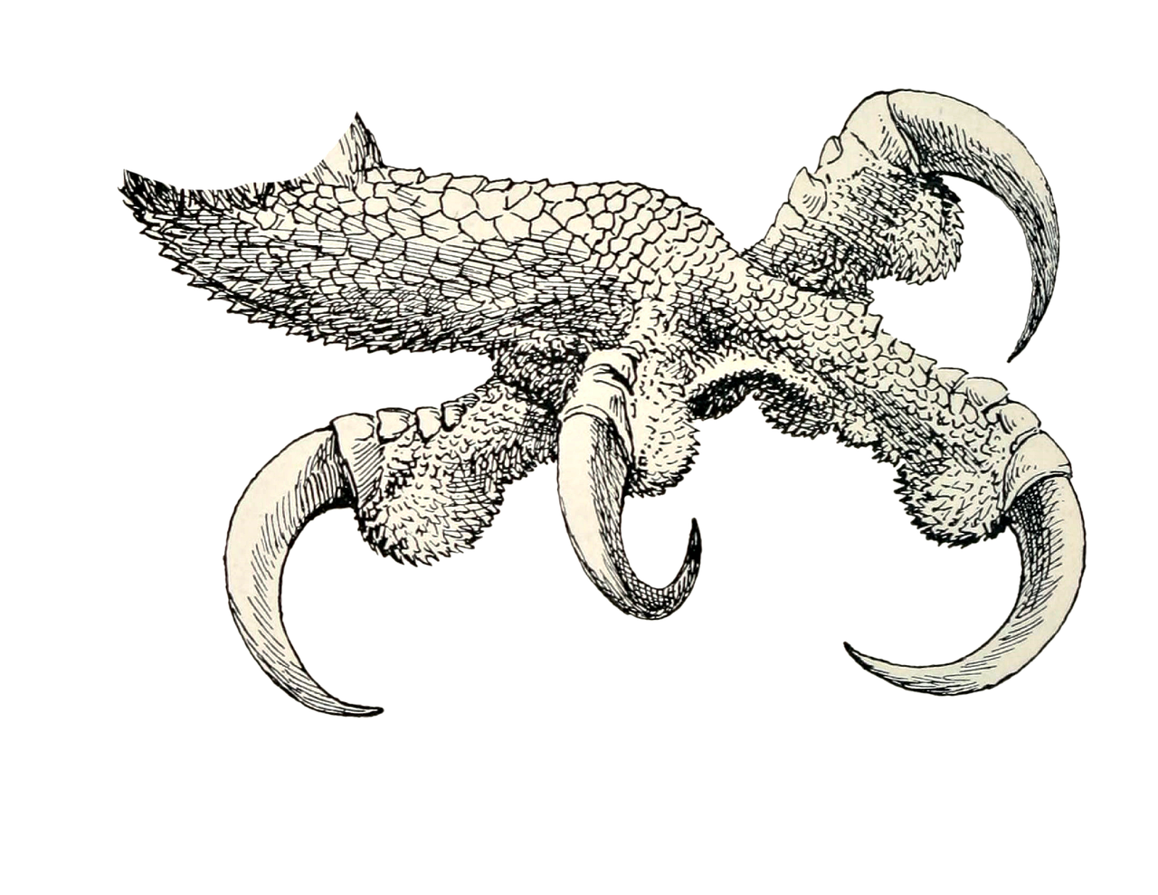 a drawing of a claw on a black background, inspired by Andor Basch, featured on zbrush central, kinetic pointillism, pale white detailed reptile skin, high contrast illustration, highly detailed ink illustration, elephant - crab creature