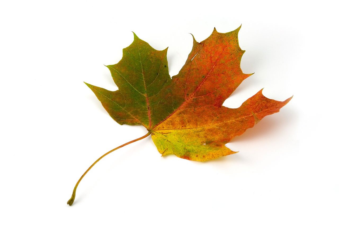 a close up of a leaf on a white surface, a photo, -h 1024, canadian maple leaves, colored accurately, various posed