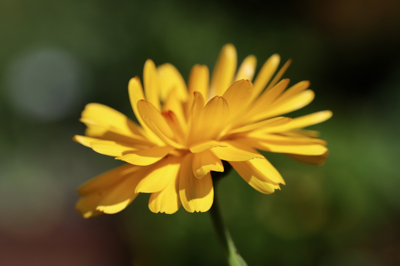a close up of a yellow flower with a blurry background, a macro photograph, marigold, difraction from back light, flash photo