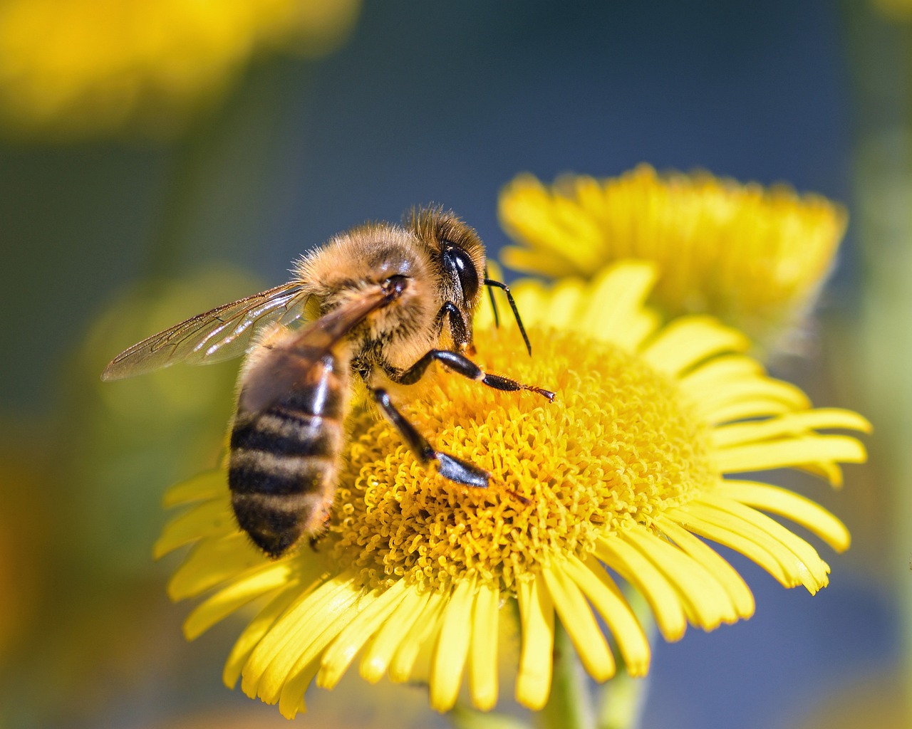 a bee sitting on top of a yellow flower, a portrait, shutterstock, highly detailed photo, on a sunny day, high res photo