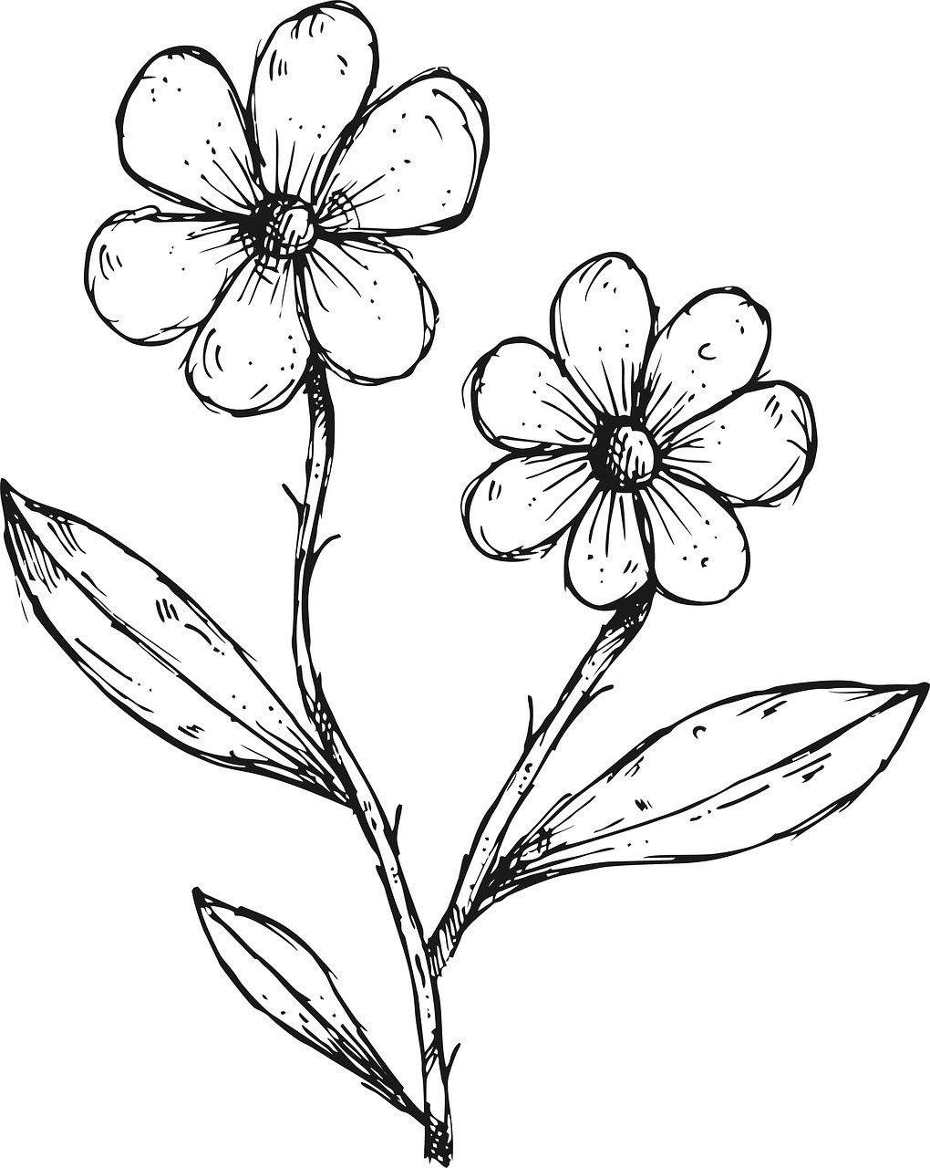 a black and white drawing of two flowers, an ink drawing, sketch style, manuka, drawn in microsoft paint, engraving illustration