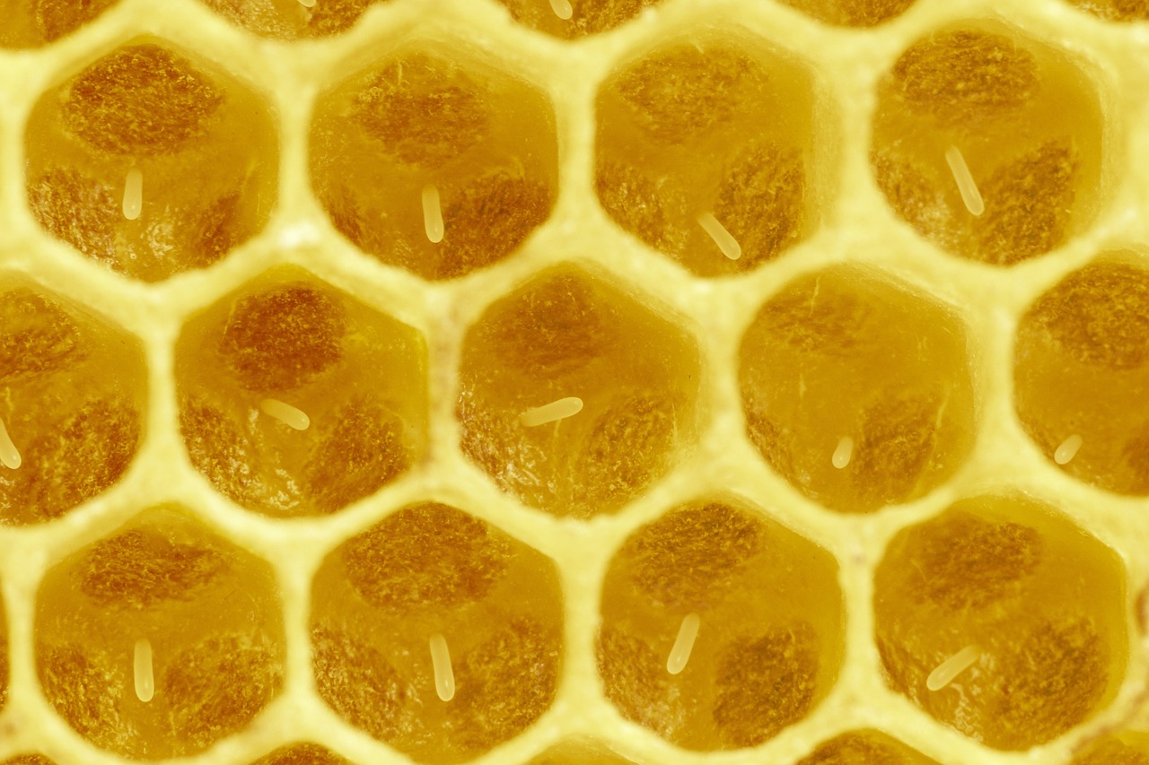 a close up view of the inside of a honeycomb, a microscopic photo, high detail product photo