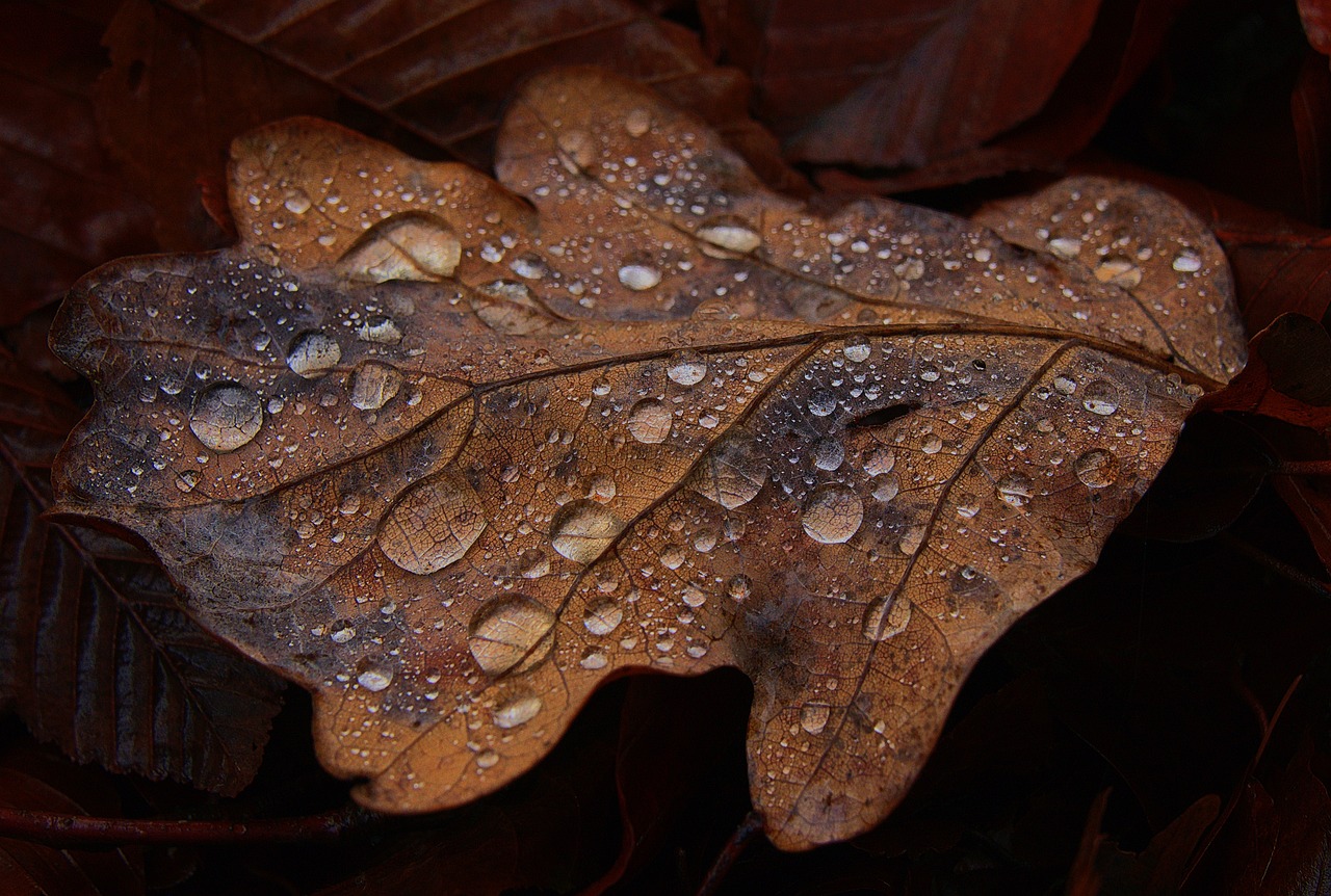 a close up of a leaf with water droplets on it, by Tom Carapic, pixabay, photorealism, oak leaves, brown colors, autumn rain turkel, fractal