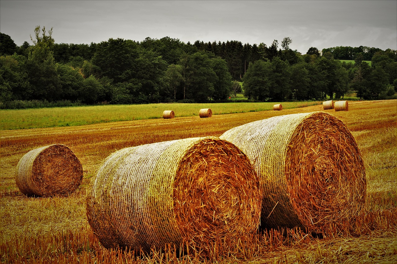 hay bales in a field with trees in the background, a picture, inspired by David Ramsay Hay, pixabay, renaissance, vibrant but dreary gold, complex composition!!, curves, hollow