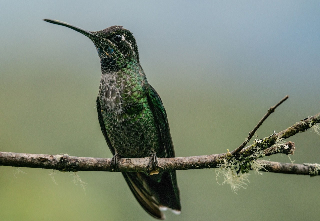 a hummingbird sitting on top of a tree branch, by Niklaus Manuel, hurufiyya, black and green, wikimedia commons, detailed and intricate image, side view close up of a gaunt