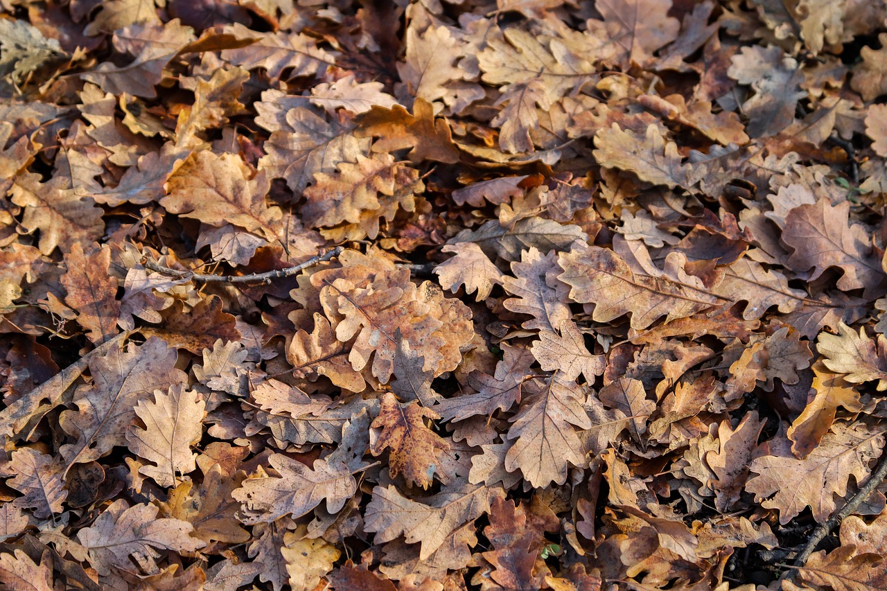 a pile of leaves laying on the ground, baroque, oak leaf beard, brown, grain”