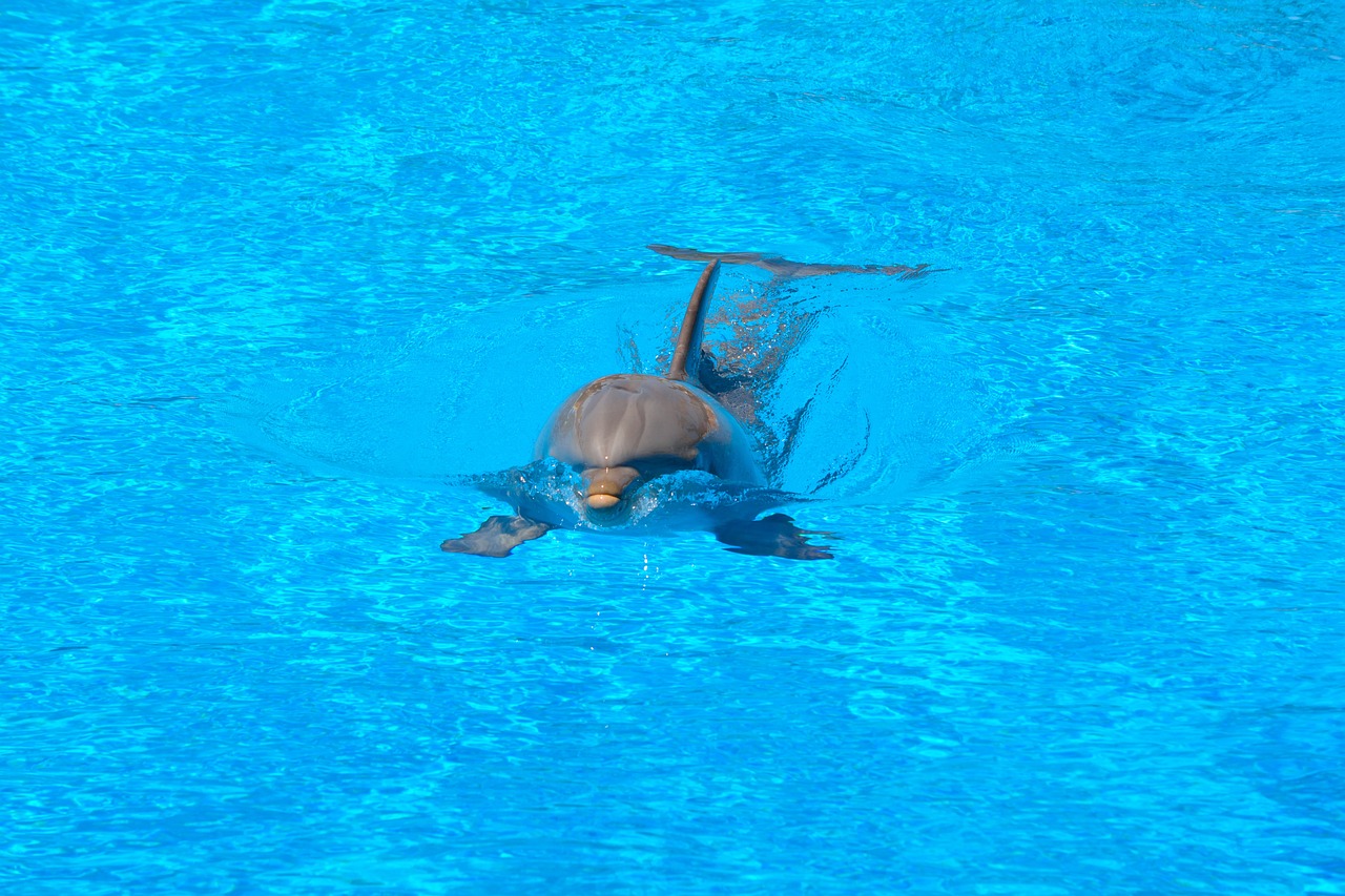 a dolphin is swimming in a blue pool, a photo, brown and cyan color scheme, taken with my nikon d 3, camera photo, shinji